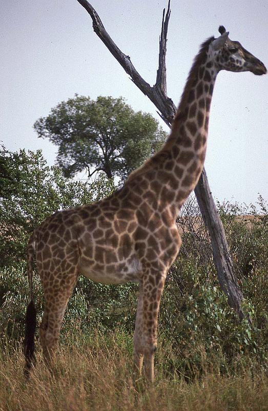 WT 1400 200-03 Kenya.jpg